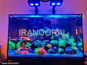 بهترین راهنمایی جهت راه اندازی آکواریوم آب شور