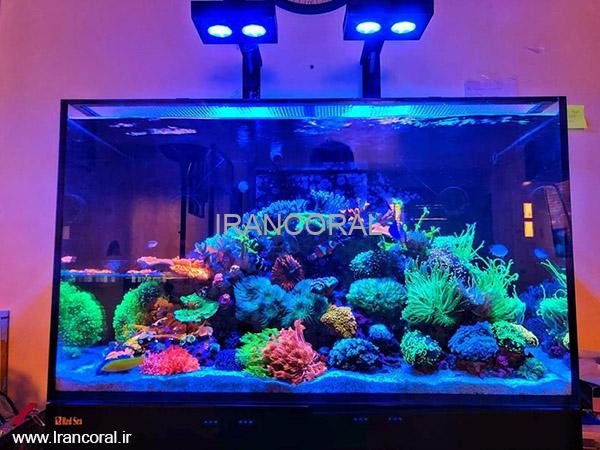 بهترین راهنمایی جهت راه اندازی آکواریوم آب شور