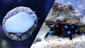 تیم نظافتچی و نقش آنها در آکواریوم های مرجانی