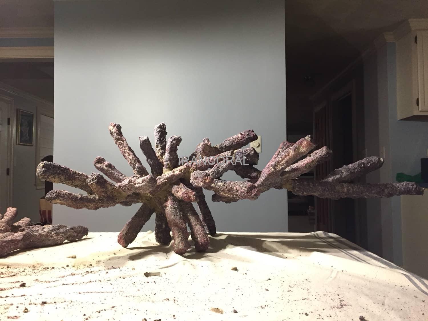 صخره های شاخه ای کاریب سی