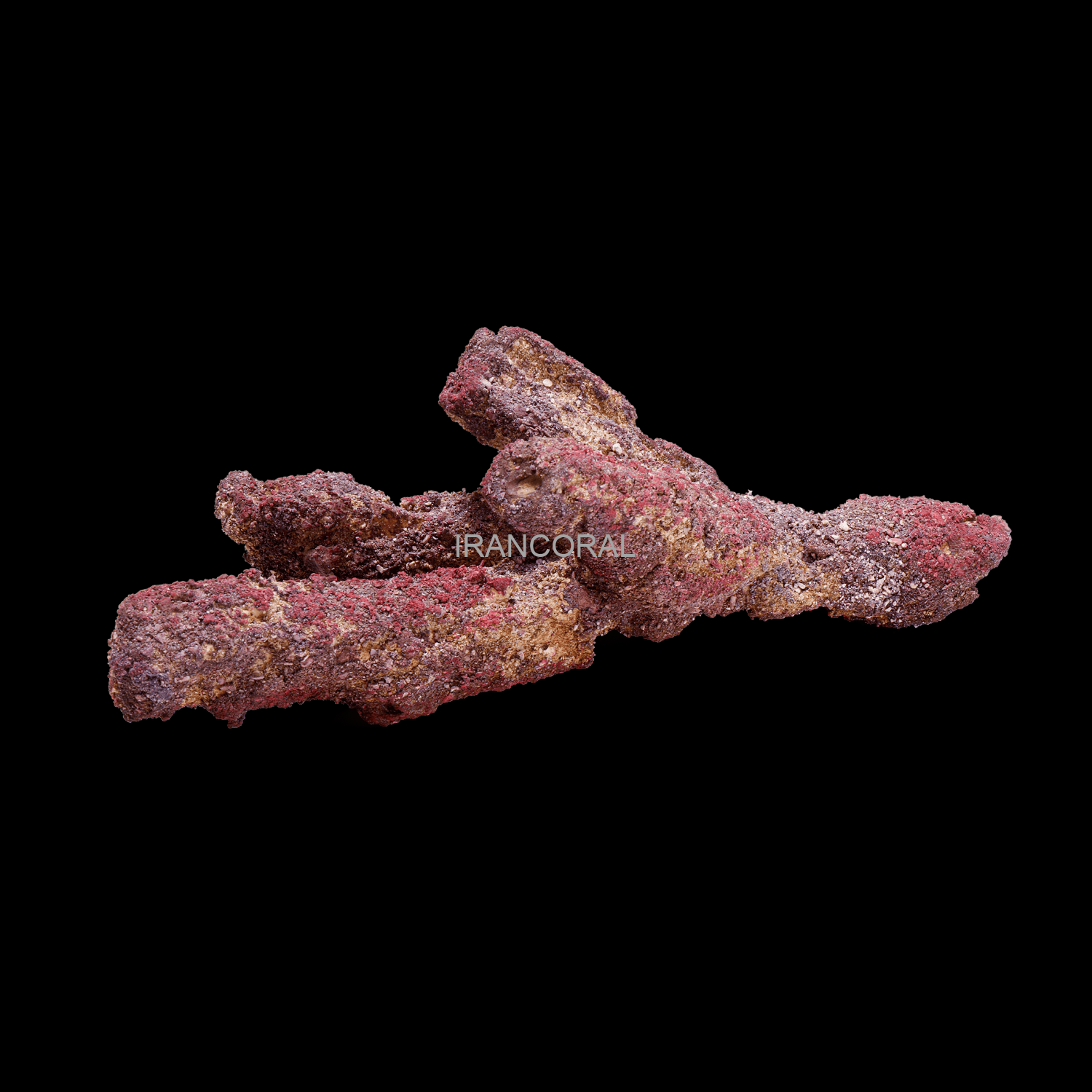 صخره های شاخه ای کاریب سی