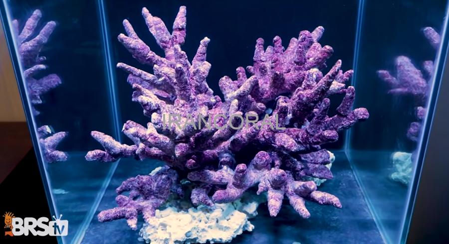 صخره های شاخه ای کاریب سی