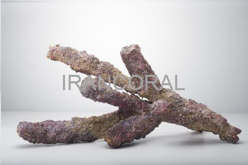 صخره های شاخه ای کاریب سی