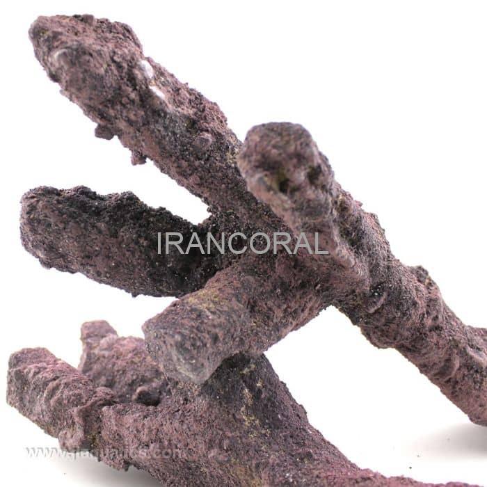 صخره های شاخه ای کاریب سی