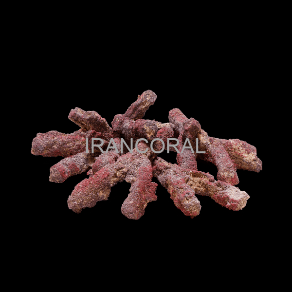 صخره های شاخه ای کاریب سی