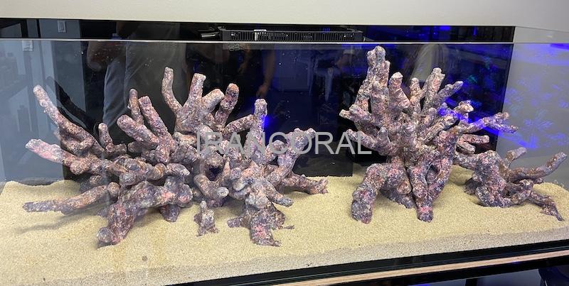 صخره های شاخه ای کاریب سی