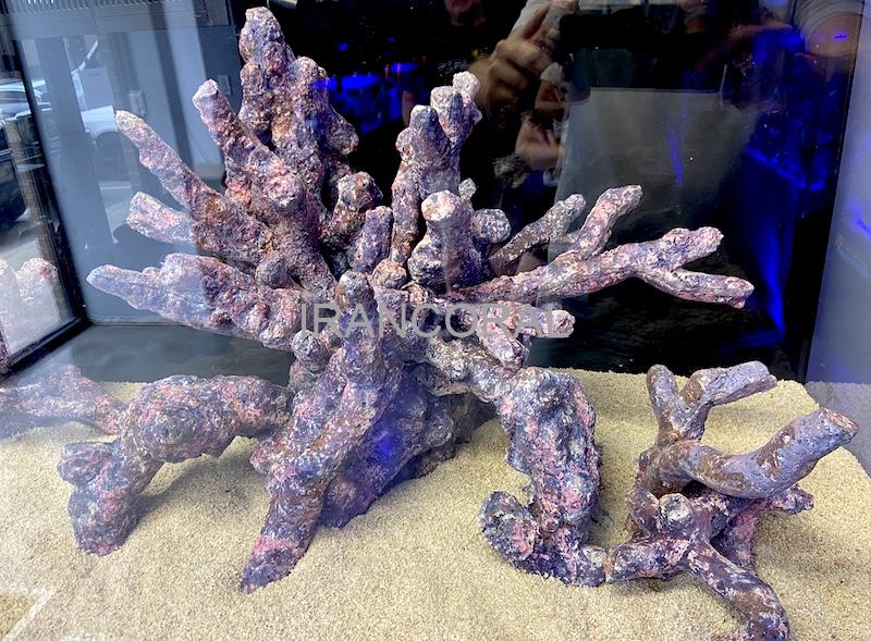 صخره های شاخه ای کاریب سی