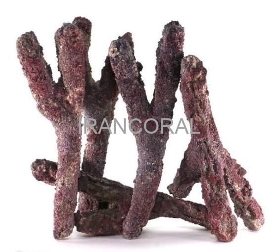 صخره های شاخه ای کاریب سی