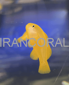 گابی دلقک زرد، یک گزینه عالی برای آکواریوم های آب شور