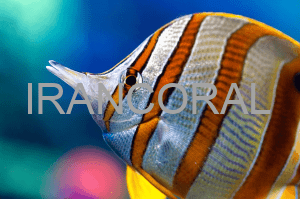 آموزش قرنطینه و غذاخور کردن پروانه ماهی نوار مسی