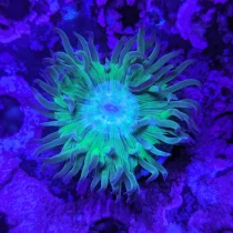 مرجان دانکن استرالیا