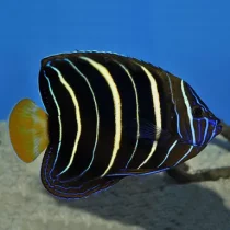 فرشته ماهی دم طلایی