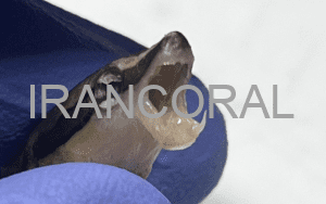 سرقت هویت یک ماهی در آکواریوم های مرجانی