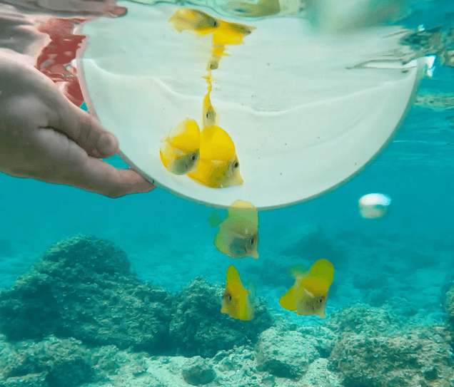 300 جراح زرد تکثیری در آب های هاوایی رها شد