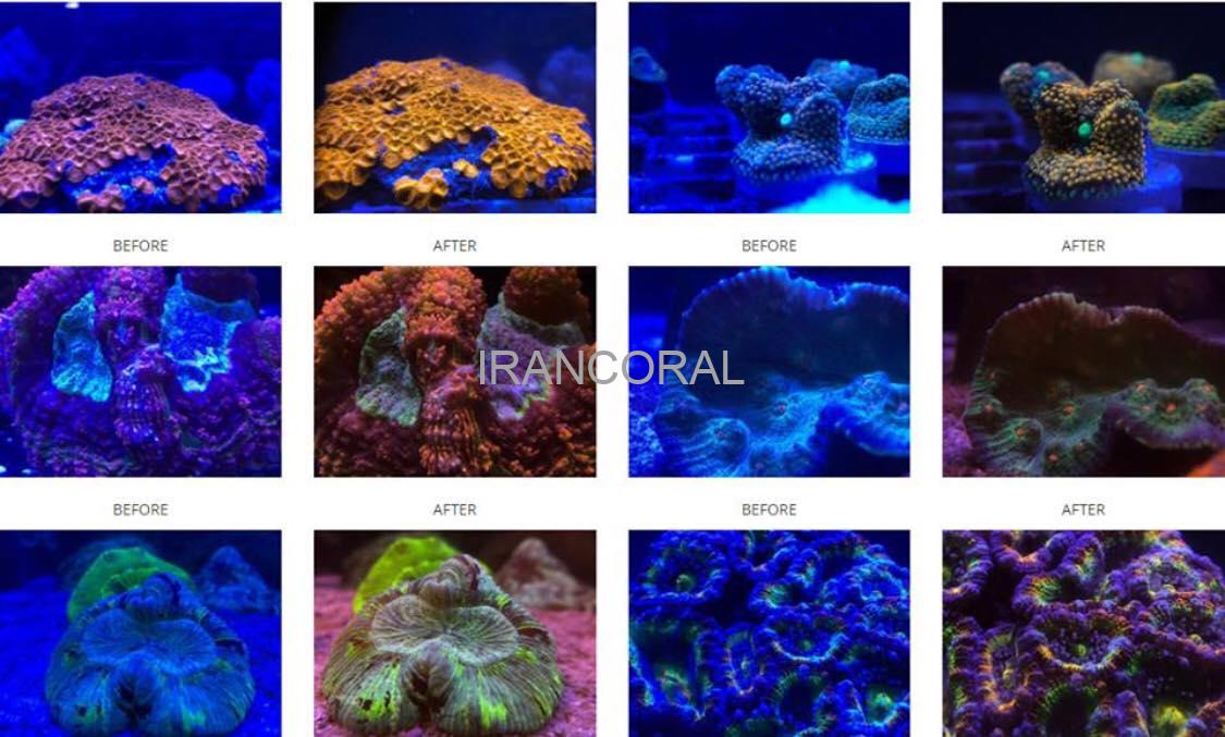 کیت لنز عکاسی آکواریوم مانتیس