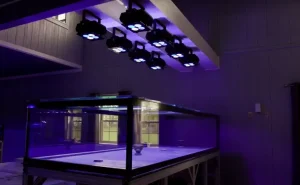 اکنون می توان نور ارفک آمازونا 960 آیکون را سفارش داد