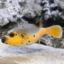 پافرماهی آرترون صورت سگی بایکالر