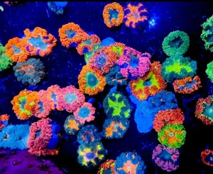 این شقایق دریایی را دست کم نگیرید