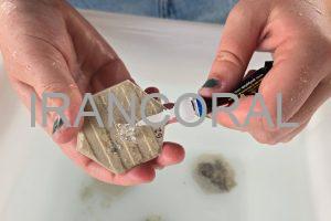 دانشگاه هاوایی، حفاظت از مرجان ها را به نسل بعدی می آموزد