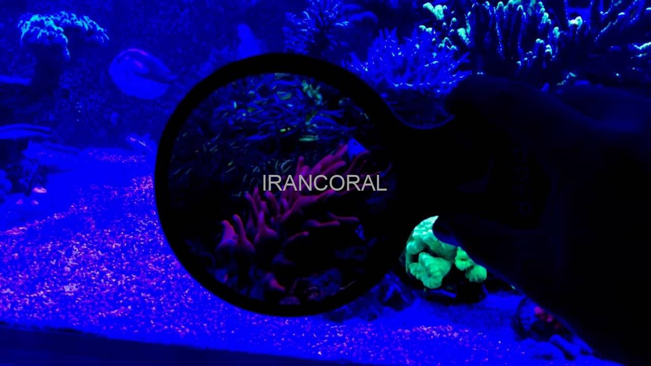 کیت کامل لنز ورلد واید کورالز