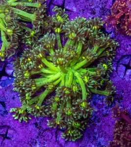 آموزش حرفه ای نکات نگهداری از گانیوپورا